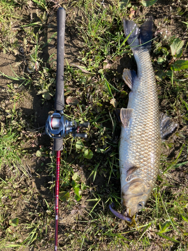 ニゴイの釣果