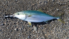 メジロの釣果