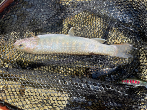 イワナの釣果