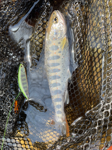 アマゴの釣果