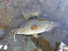 スモールマウスバスの釣果