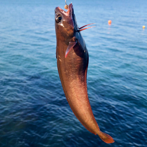 ドンコの釣果