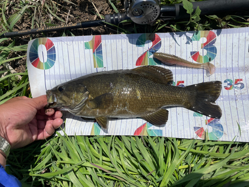 スモールマウスバスの釣果