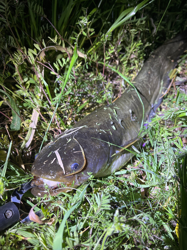 ナマズの釣果