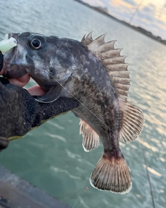 クロソイの釣果