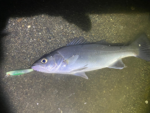 セイゴ（ヒラスズキ）の釣果