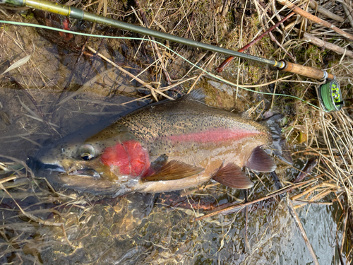 ニジマスの釣果