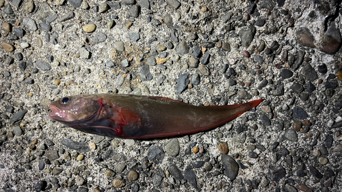 エゾイソアイナメの釣果