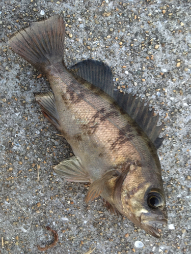 メバルの釣果