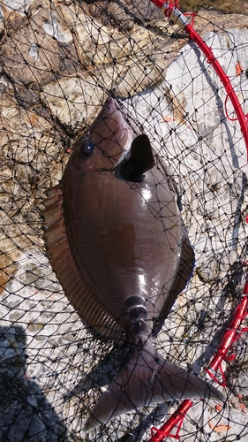 サンノジの釣果