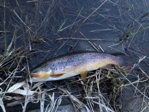 ブラウントラウトの釣果