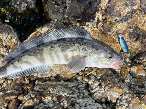 ホッケの釣果