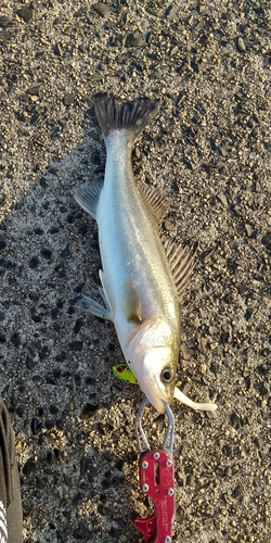 セイゴ（マルスズキ）の釣果