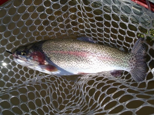 ニジマスの釣果