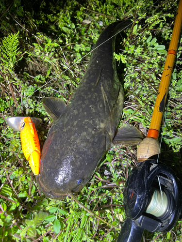 ナマズの釣果