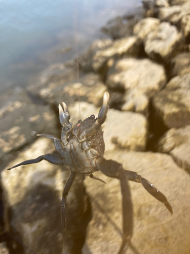 カニの釣果