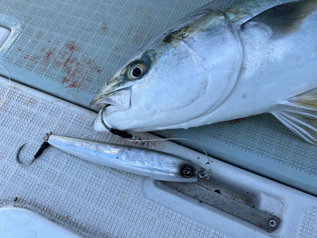 遊漁船たかくらさんの釣果 2枚目の画像