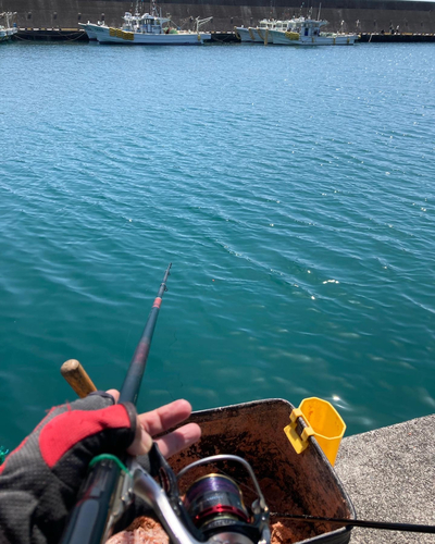 メジナの釣果