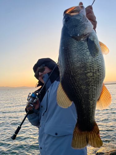 ブラックバスの釣果