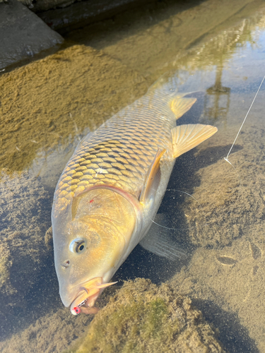 コイの釣果