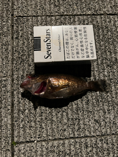 メバルの釣果