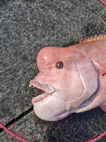 コブダイの釣果