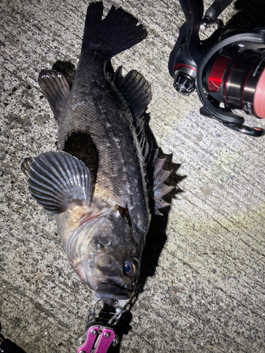 クロソイの釣果