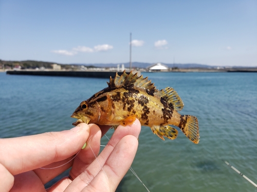 タケノコメバルの釣果