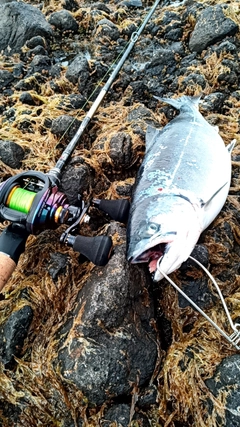 サクラマスの釣果