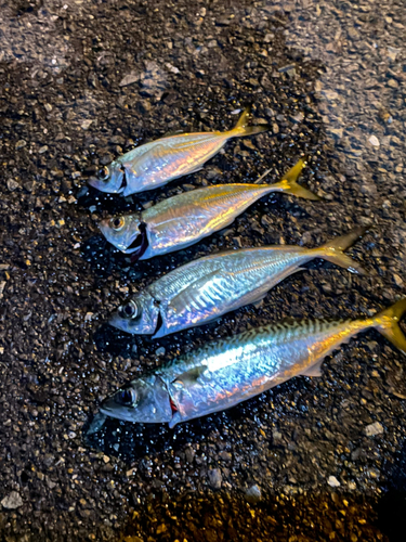 アジの釣果