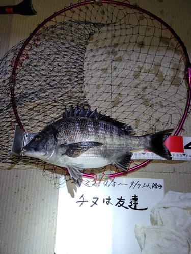 クロダイの釣果