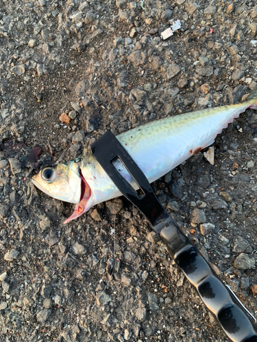 サバの釣果