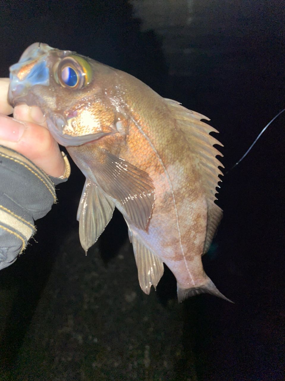 シロメバル