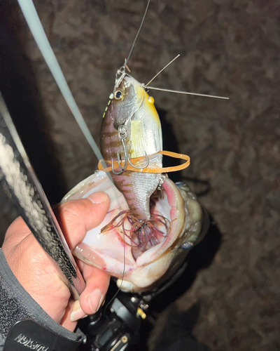 ブラックバスの釣果