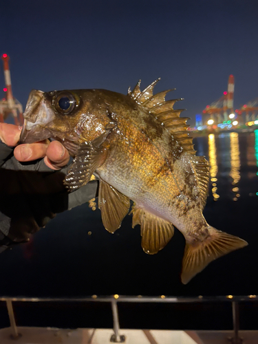 シロメバルの釣果