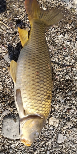 コイの釣果