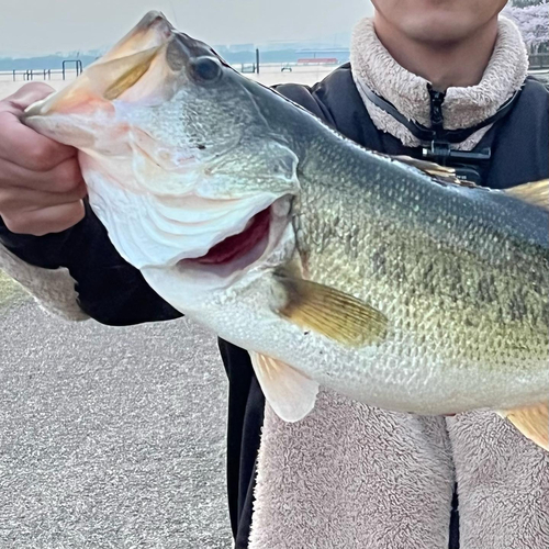 ラージマウスバスの釣果