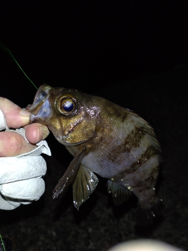 クロメバルの釣果