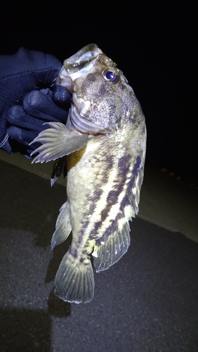 シマソイの釣果