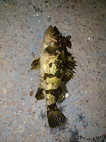 タケノコメバルの釣果