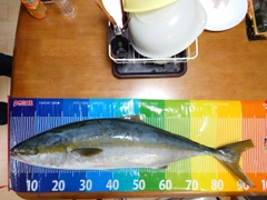 ヒラマサの釣果