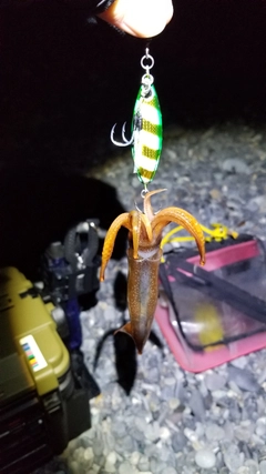 ヤリイカの釣果