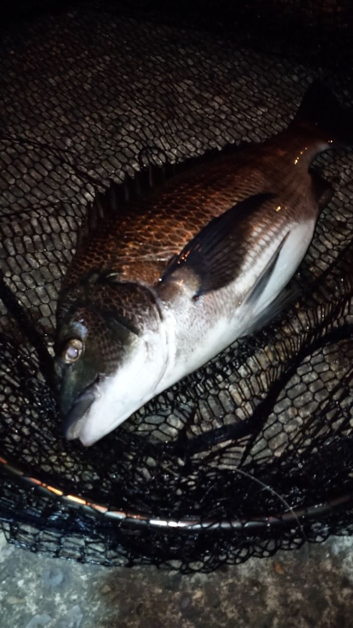 くそじじいさんの釣果 1枚目の画像