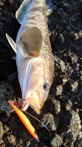 ホッケの釣果