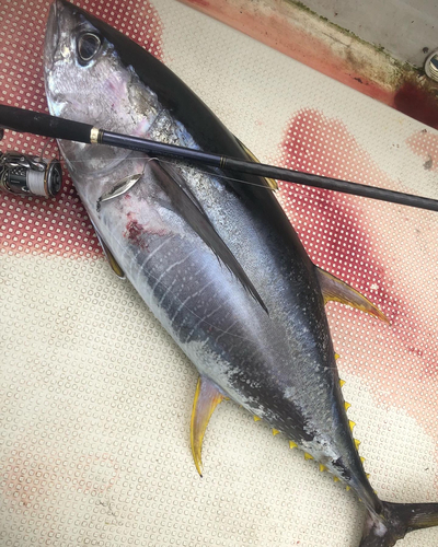 キハダマグロの釣果