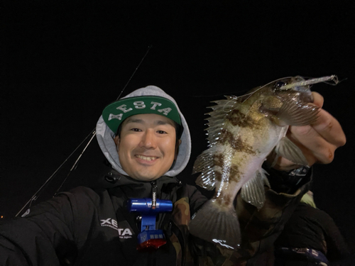 シロメバルの釣果