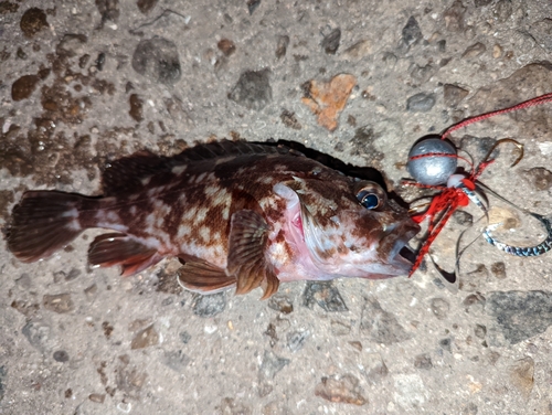 カサゴの釣果