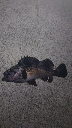 クロソイの釣果