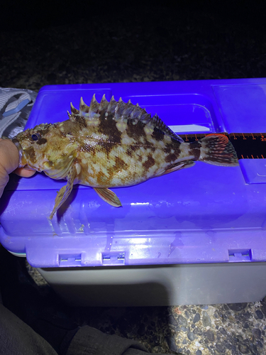 カサゴの釣果