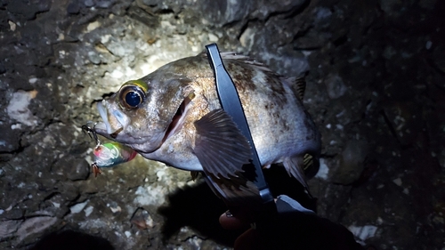 シロメバルの釣果